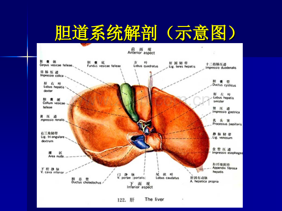 胆系疾病影像诊断(ppt文档).ppt_第3页