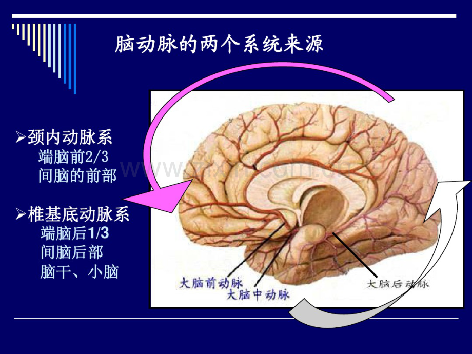 脑动脉解剖图讲解.pdf_第3页