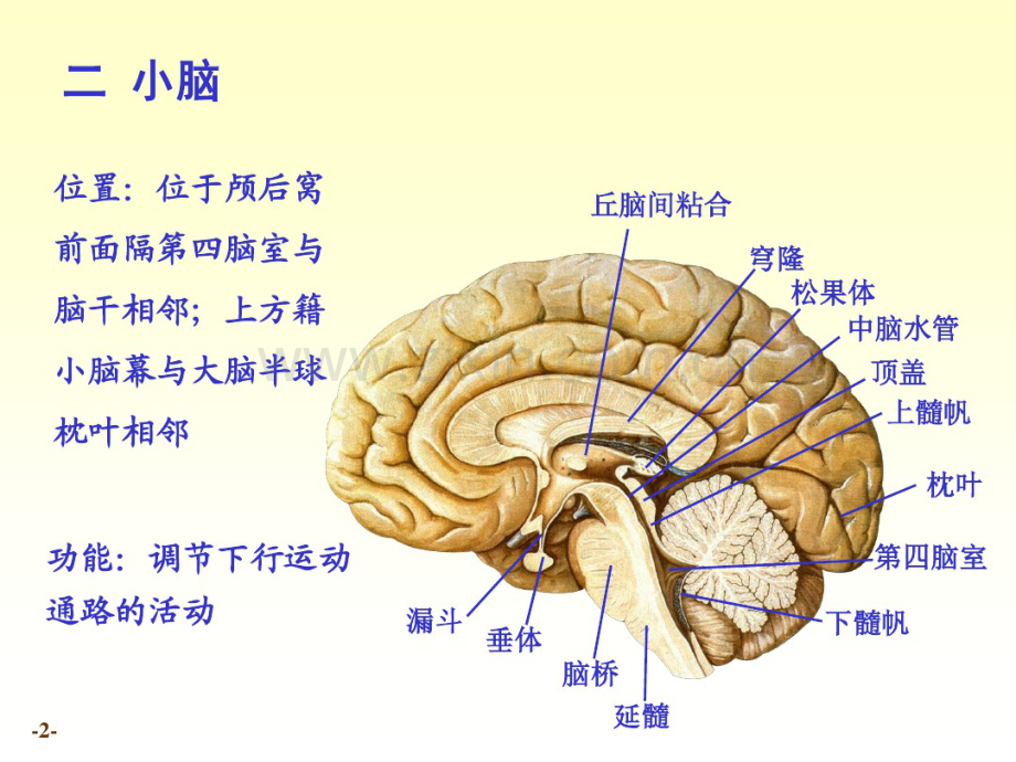 小脑、间脑解剖.pdf_第2页