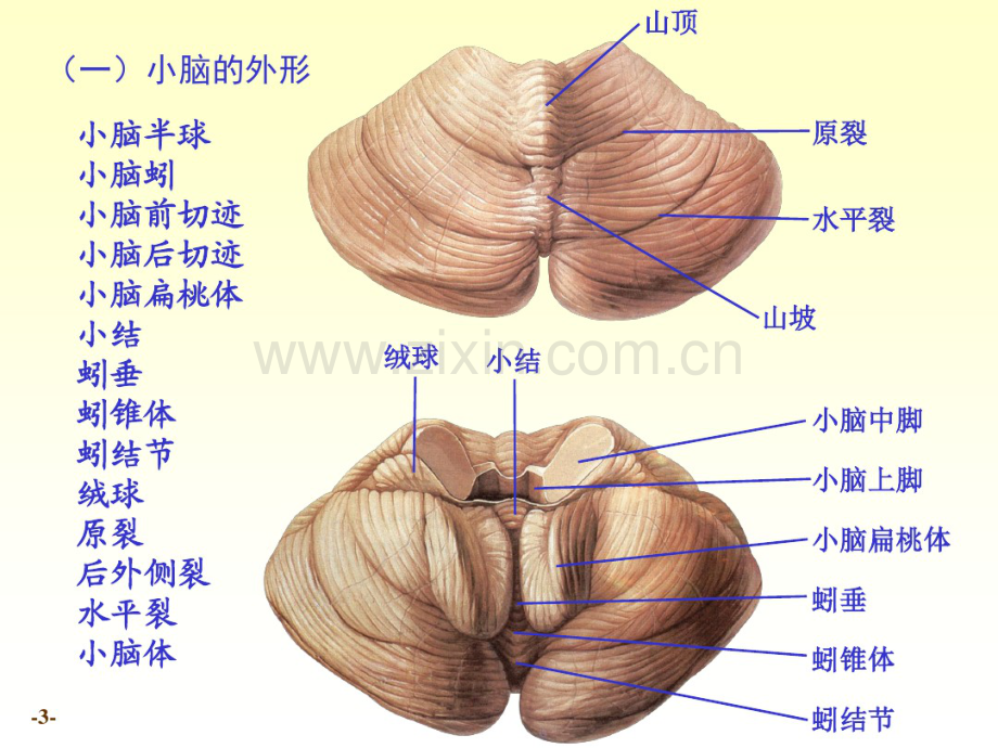 小脑、间脑解剖.pdf_第3页