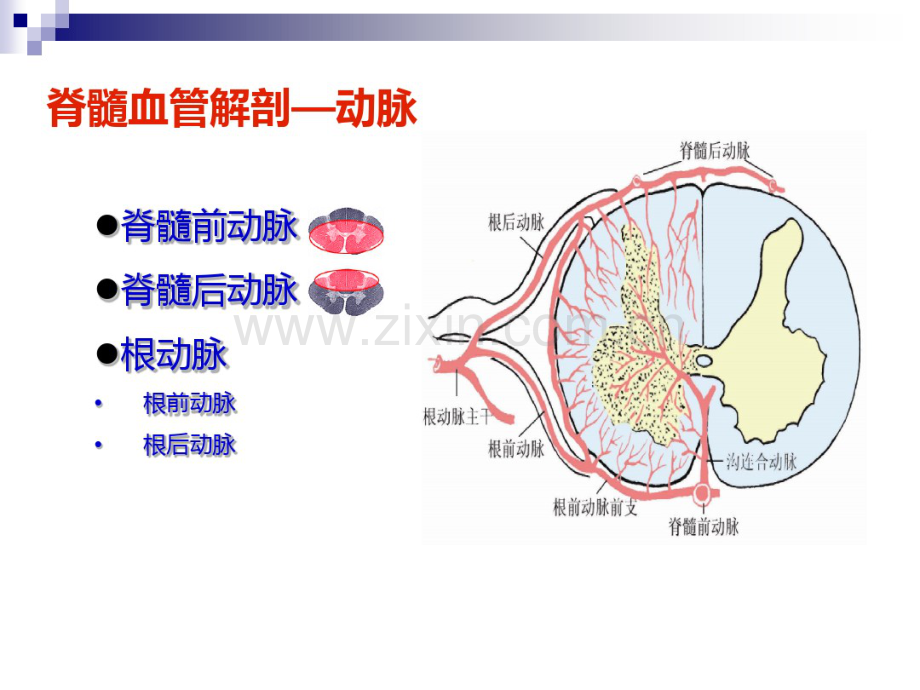 脊髓血管病-周琳.pdf_第2页