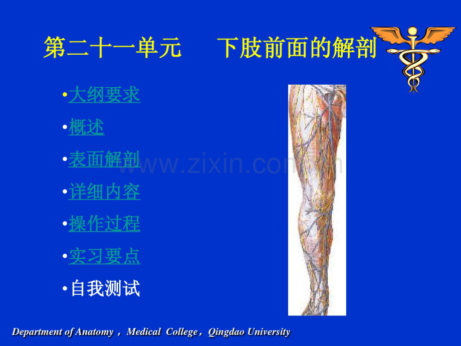 下肢解剖课件前面.pdf_第1页