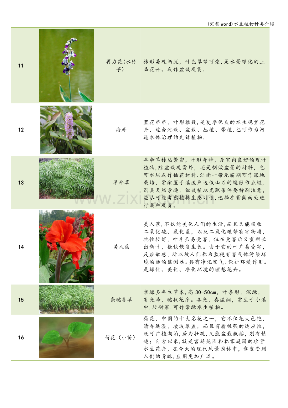 水生植物种类介绍.doc_第3页