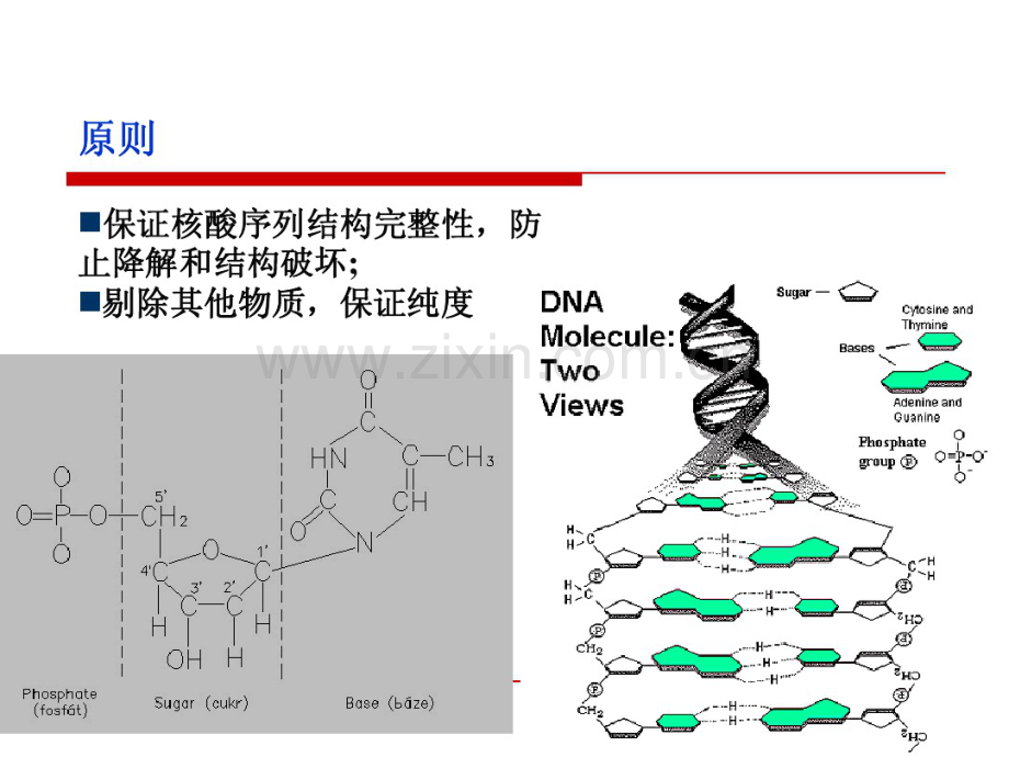 T-A-Cloning实验课件-(2).pdf_第3页