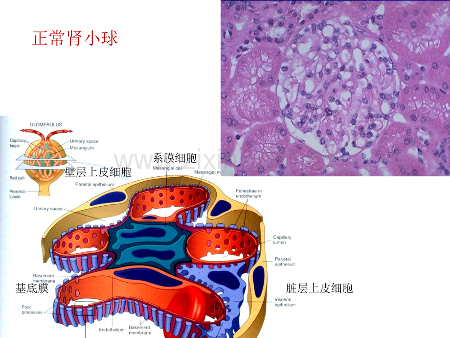 病理实习PPT课件实习15-泌尿系统(一)(ppt文档).ppt_第3页