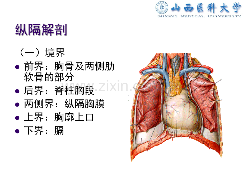 外科PPT课件原发性纵隔肿瘤(ppt文档).ppt_第3页