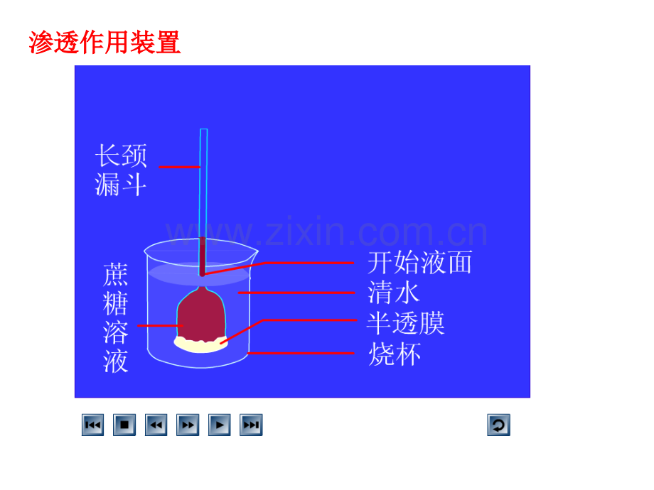 第四篇-细胞的物质输入和输出.ppt_第2页