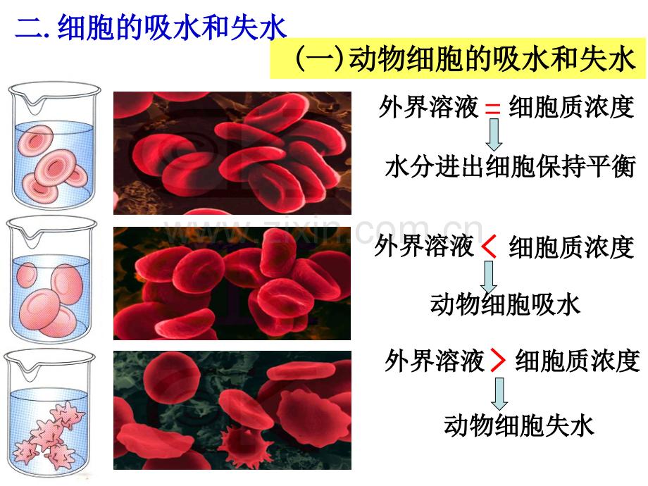 第四篇-细胞的物质输入和输出.ppt_第3页