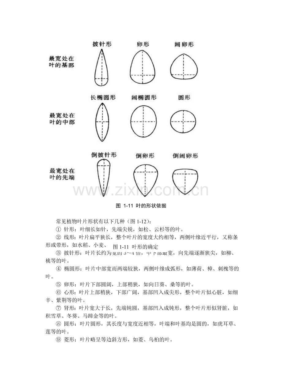 植物器官的宏观认知.doc_第3页