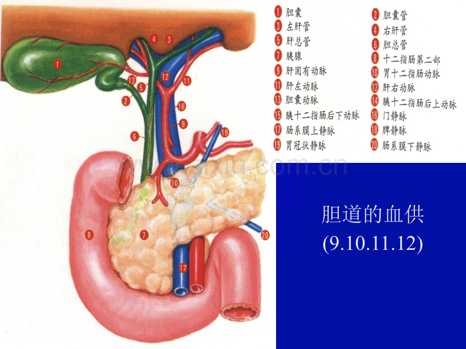 胆囊结石(ppt文档).ppt_第3页