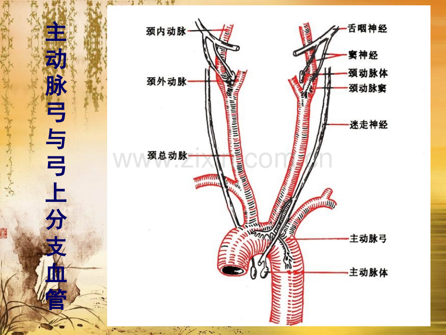 脑动脉系解剖.ppt_第2页