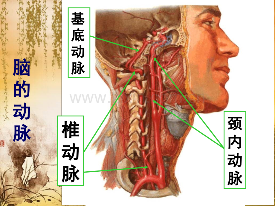 脑动脉系解剖.ppt_第3页