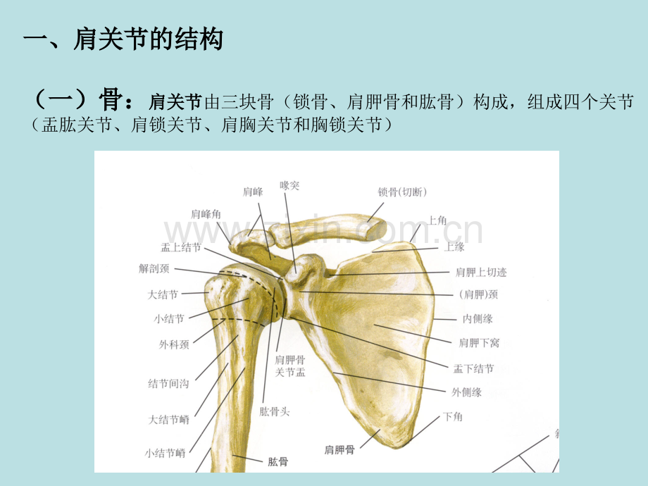 肩关节解剖、常用查体方法.ppt_第3页