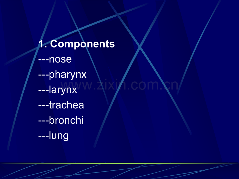 e15.Respirat0ry-System呼吸系统(ppt文档).ppt_第3页