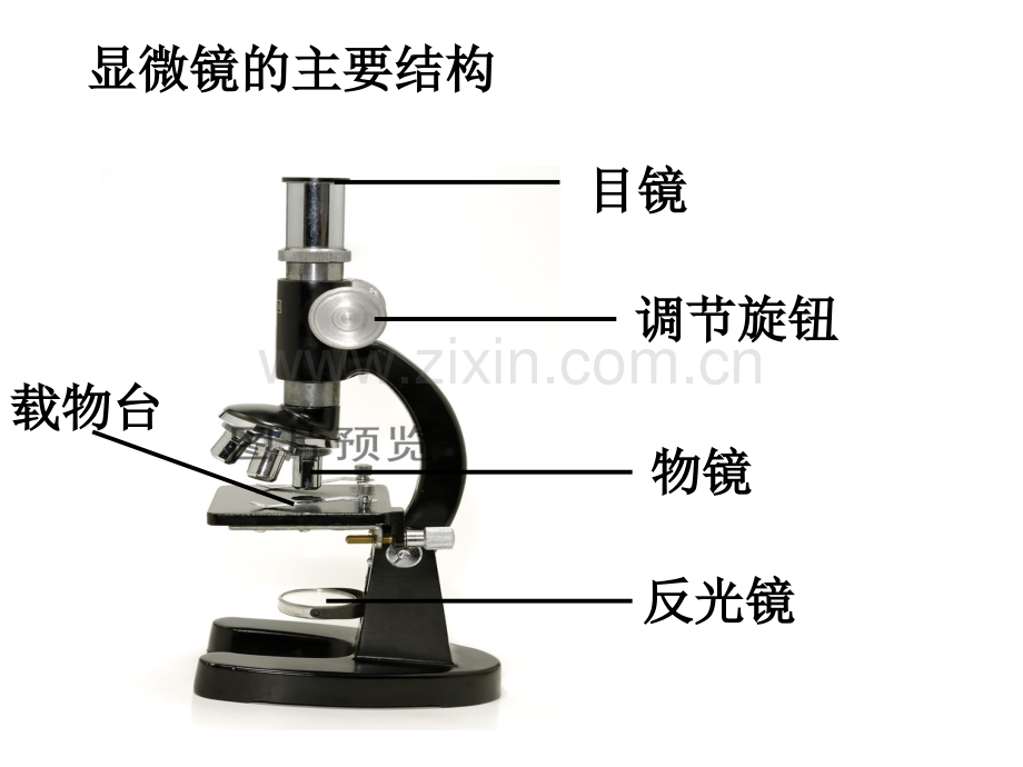 科学PPT课件用显微镜观察身边的生命世界(二).ppt_第3页