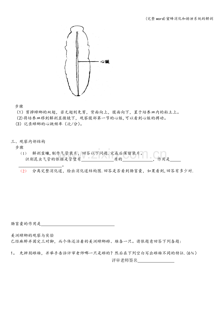 蜜蜂消化和排泄系统的解剖.doc_第2页