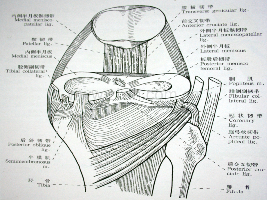 外科PPT课件半月板损伤1(ppt文档).ppt_第2页