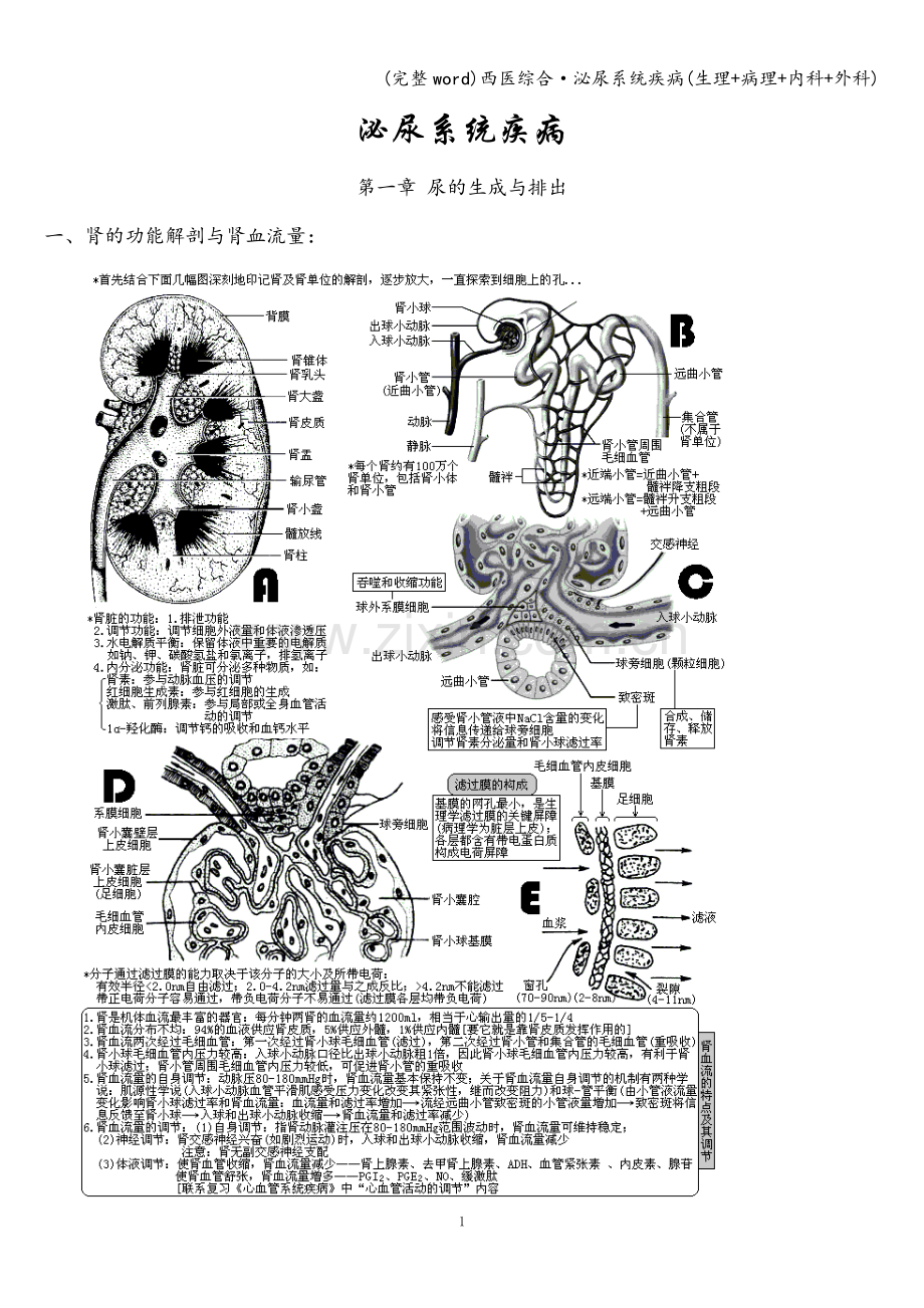 西医综合·泌尿系统疾病(生理+病理+内科+外科).doc_第1页