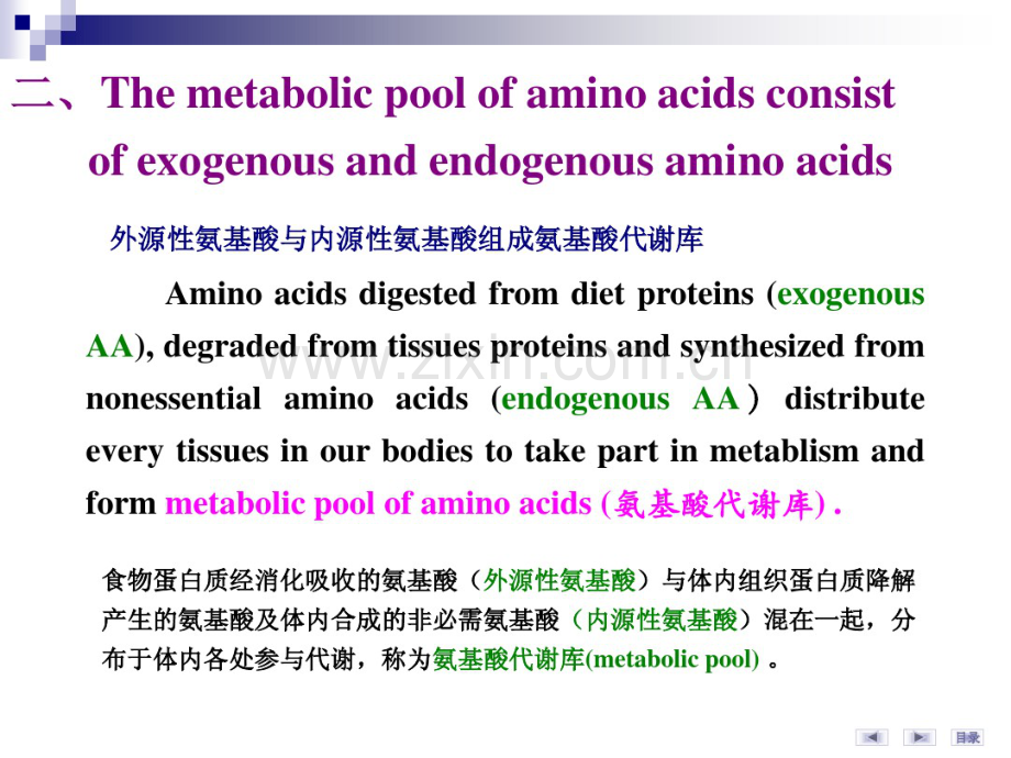 华科同济医学院生物化学课件氨基酸代谢-2.pdf_第2页