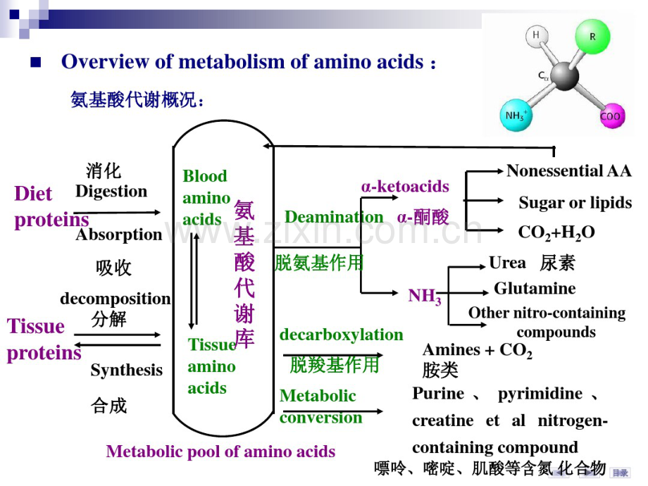 华科同济医学院生物化学课件氨基酸代谢-2.pdf_第3页