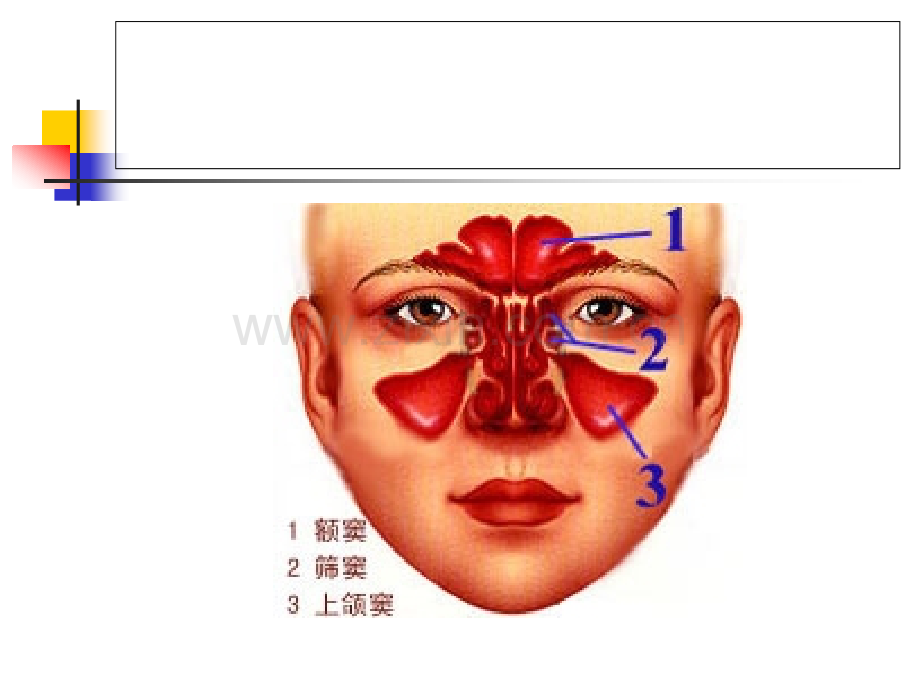 鼻腔及鼻窦异物鼻窦炎性疾病.ppt_第3页