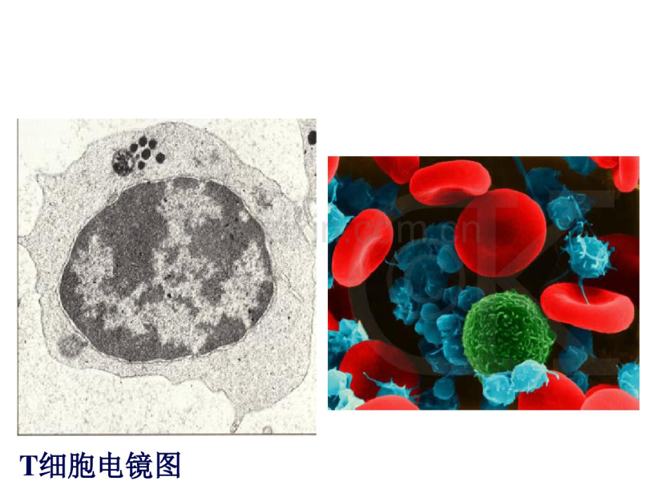 T淋巴细胞(1).pdf_第2页