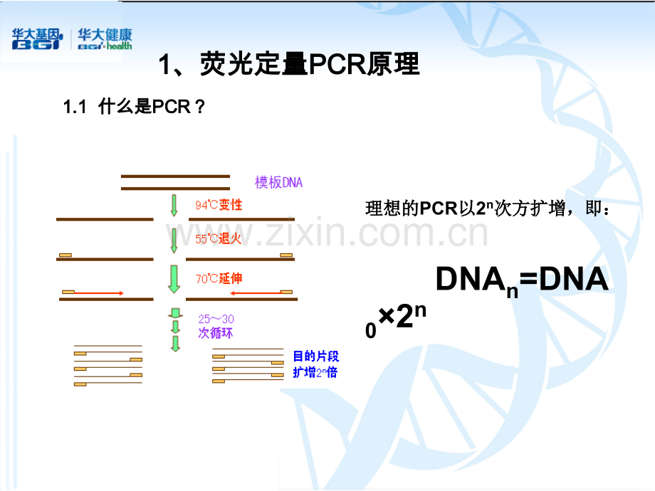 荧光定量PCR简介.ppt_第3页