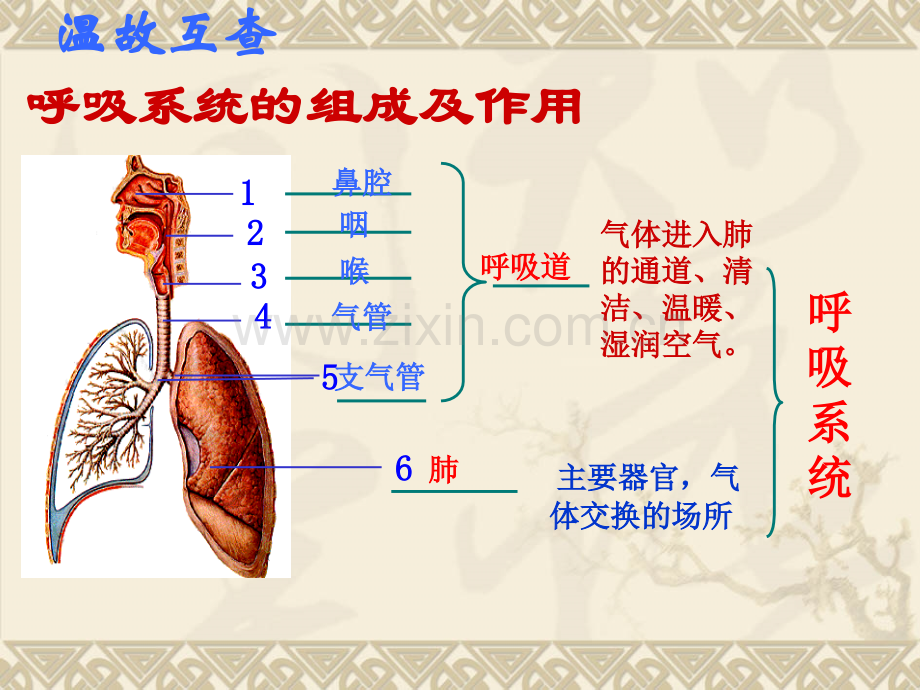 发生在肺内的气体交换PPT).ppt_第1页