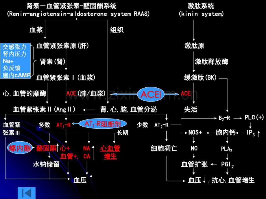 RASS系统药理.pdf_第3页