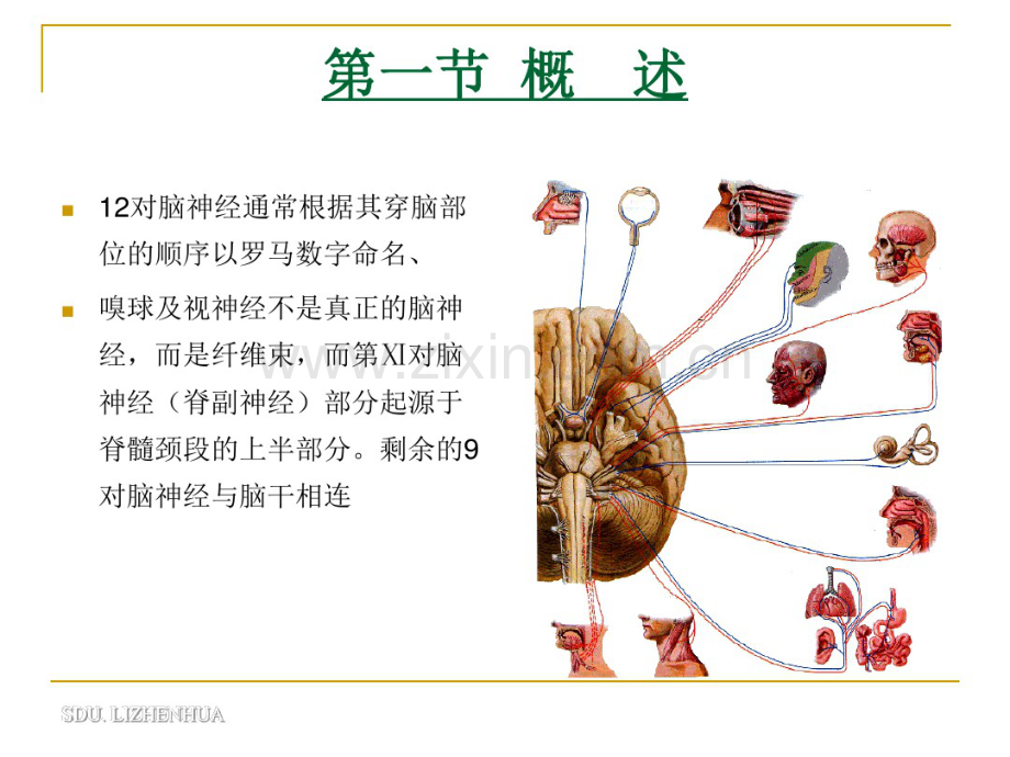 脑神经解剖-(2).pdf_第2页