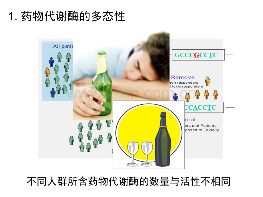 2010药物代谢20101123.ppt_第3页