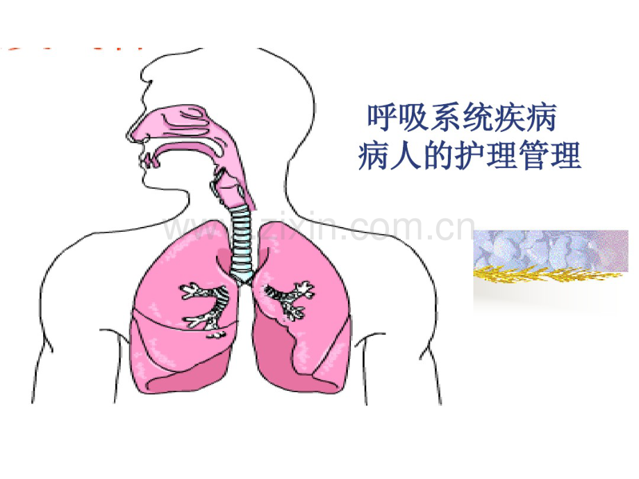 呼吸道疾病护理管理(讲课用).pdf_第1页