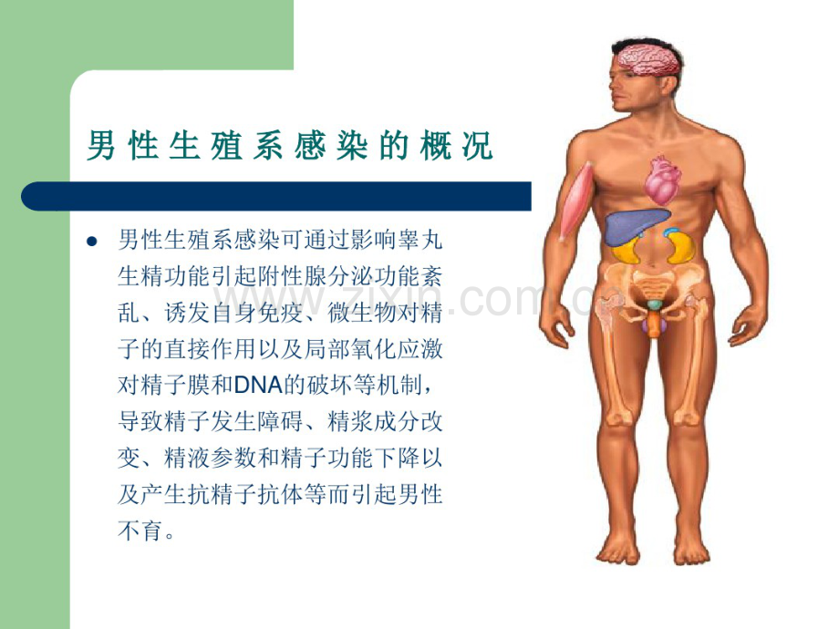 生殖道感染与男性不育男性生殖系感染的概况.pdf_第2页