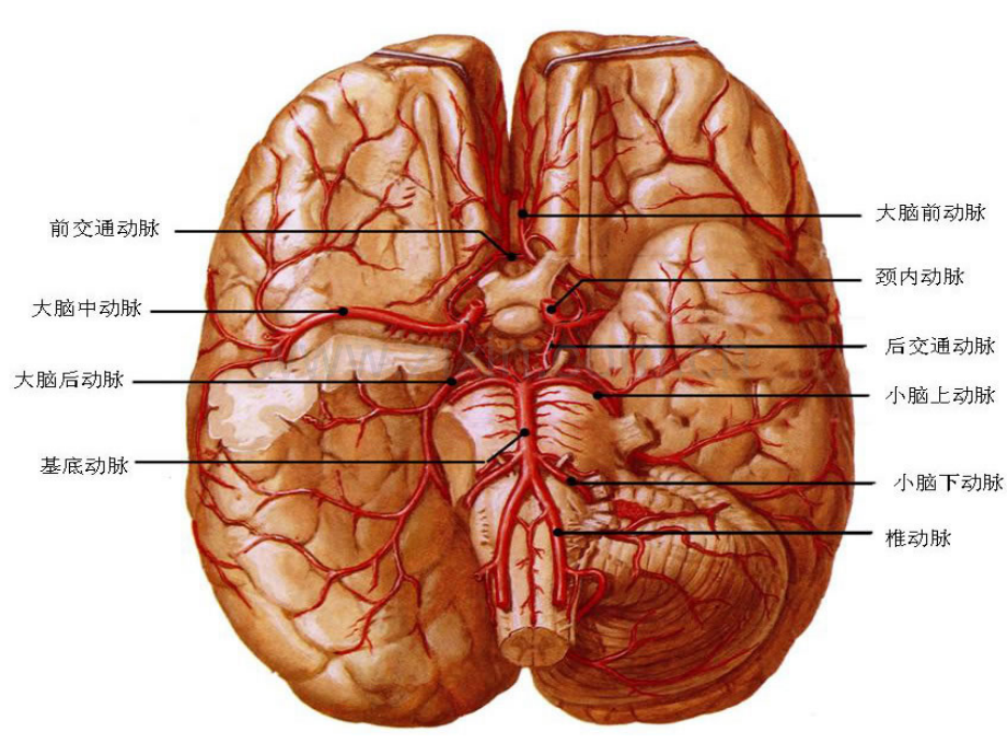 脑卒中的责任动脉及防治措施--医学课件.ppt_第2页