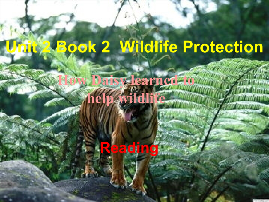 人教版高中英语必修二第四单元-Unit-4-Book-2--Wildlife-Protection-reading.ppt_第1页