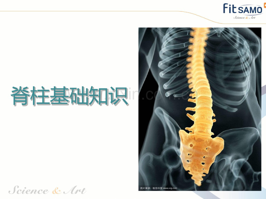 脊柱基础知识介绍.pdf_第2页