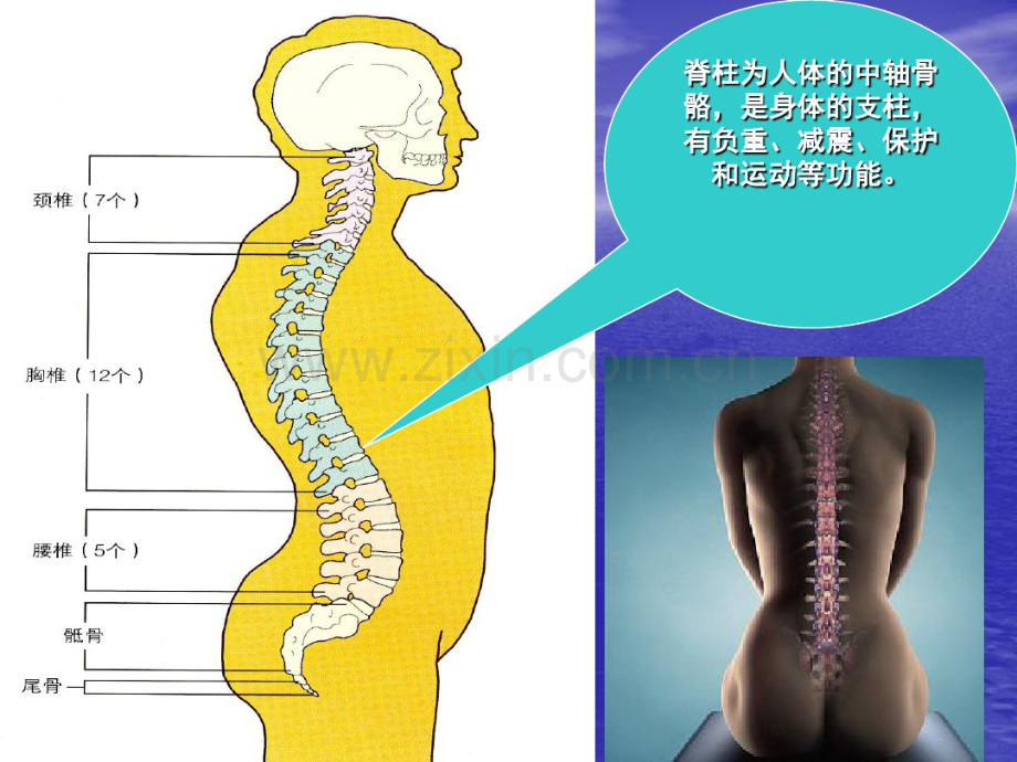 脊柱损伤的固定和搬运.pdf_第2页