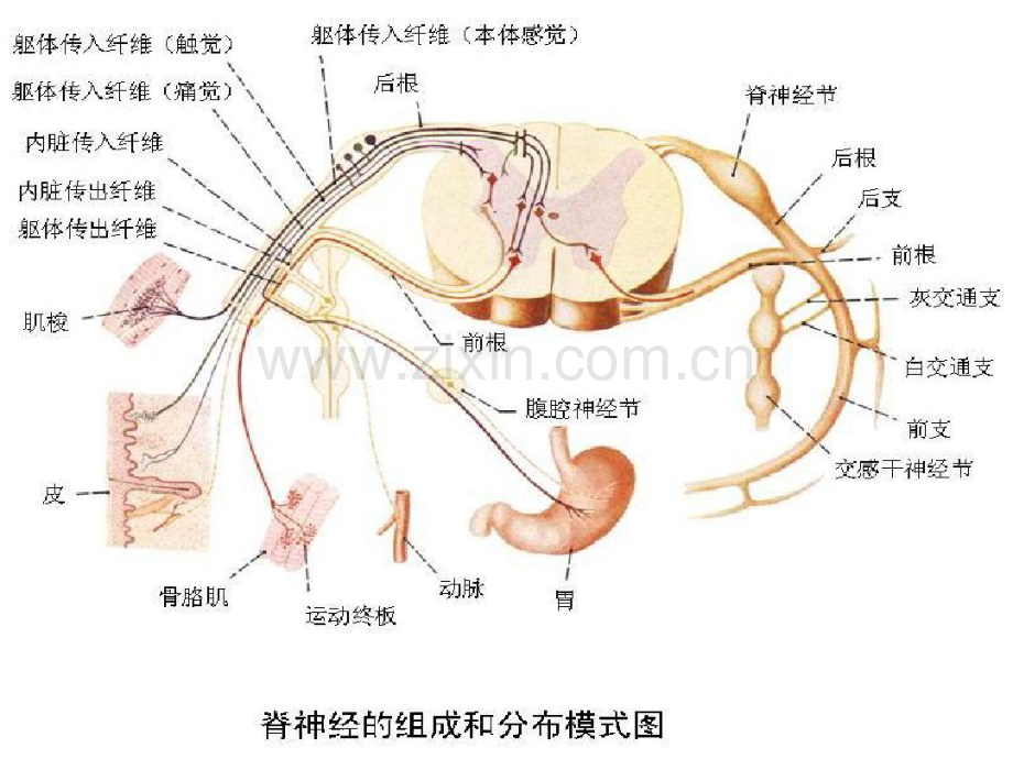 脊柱损伤的固定和搬运.pdf_第3页