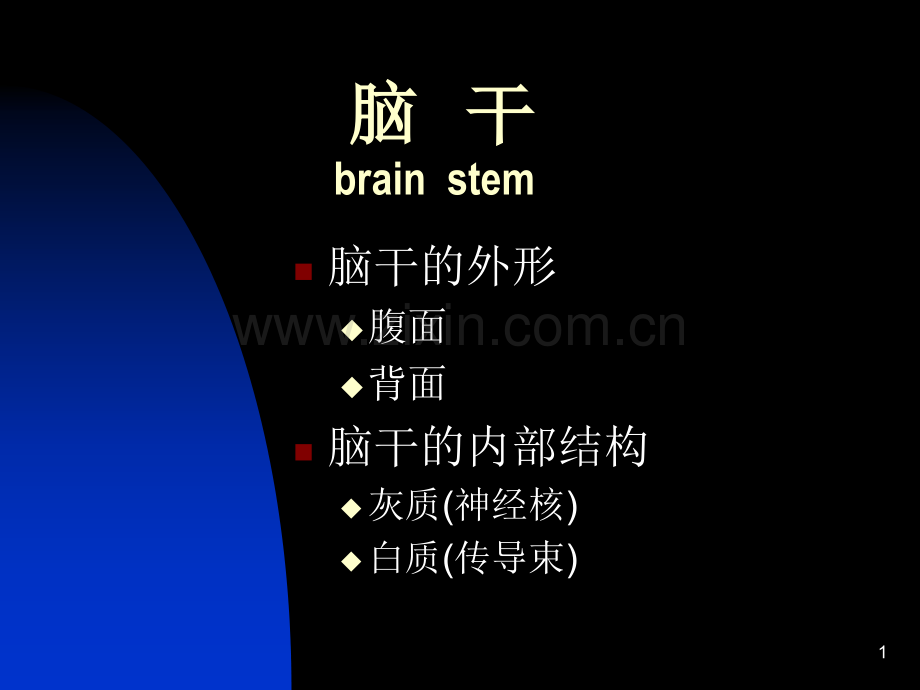 脑干-(2)(ppt文档).ppt_第1页