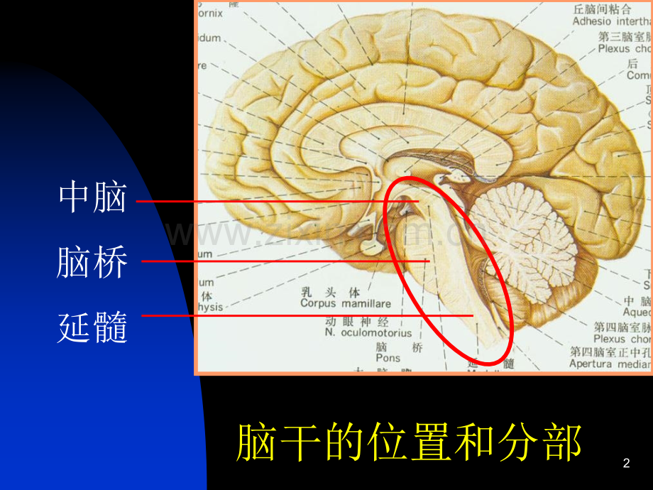 脑干-(2)(ppt文档).ppt_第2页