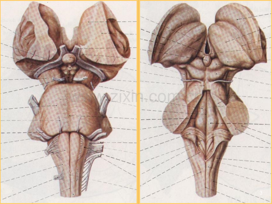 脑干-(2)(ppt文档).ppt_第3页