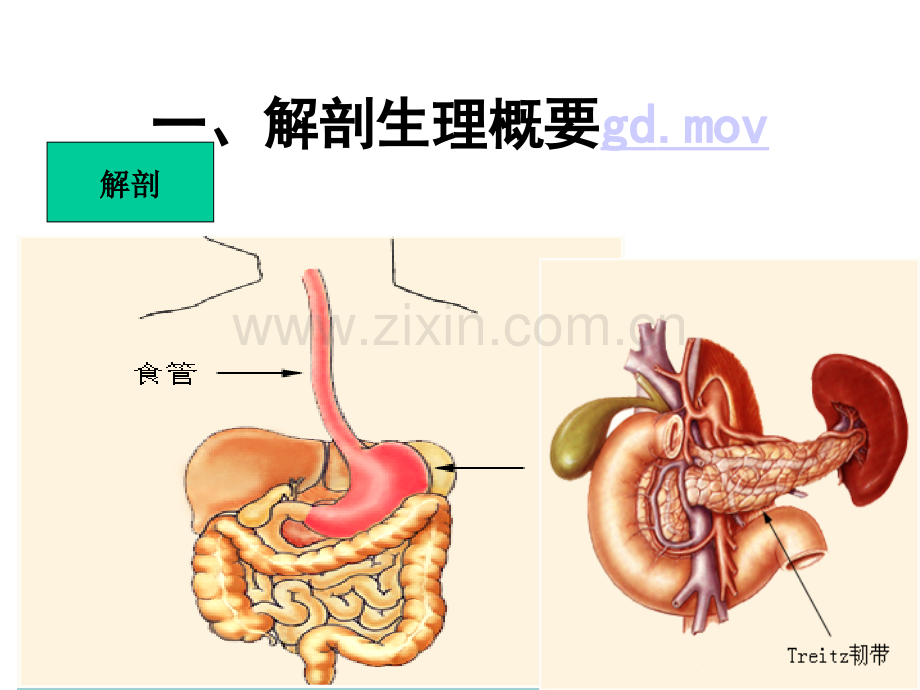 胃十二指肠外科疾病(ppt文档).ppt_第2页