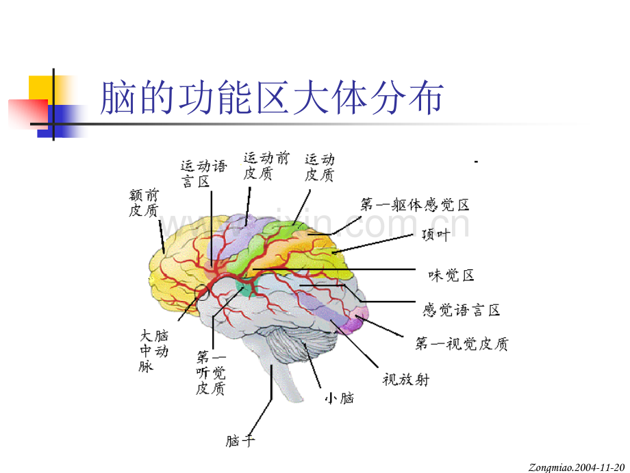 脑磁共振局部解剖与功能图谱-(1).ppt_第2页