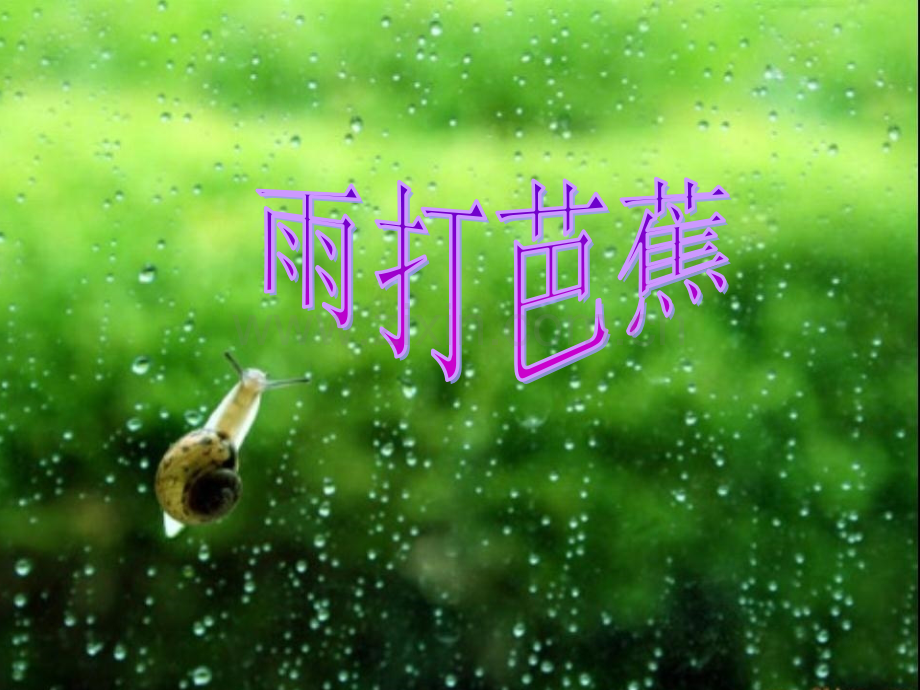 雨打芭蕉.ppt_第2页