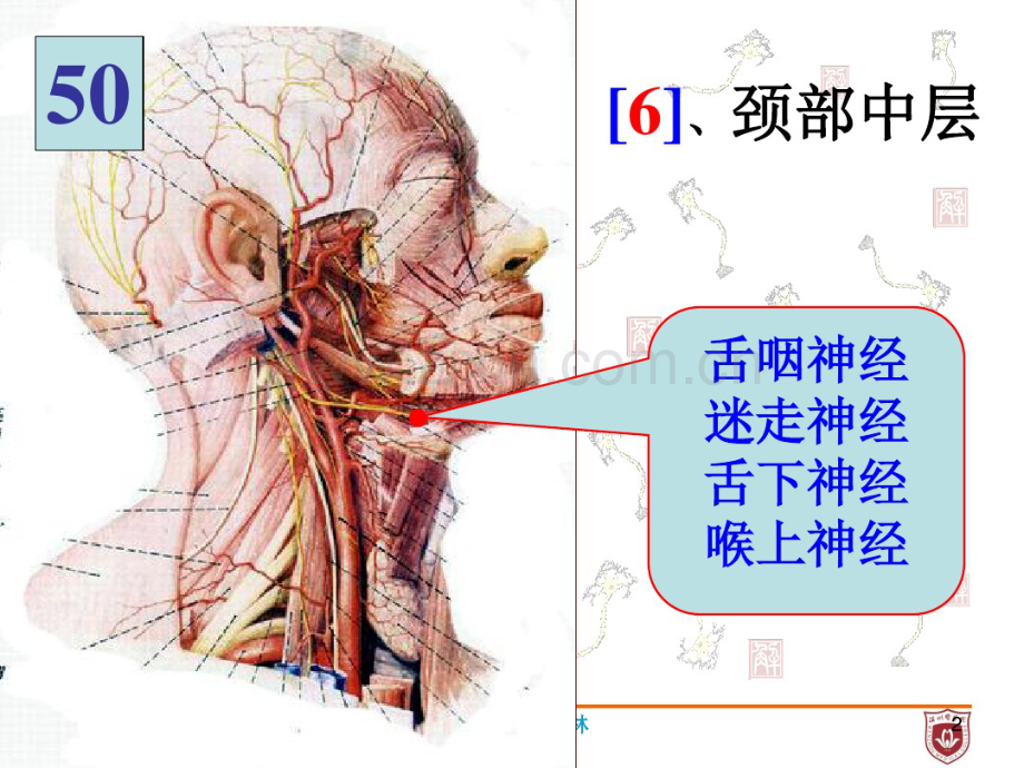 脑的解剖结构.pdf_第2页