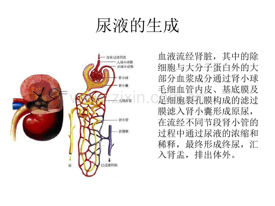 尿液分析.pdf_第2页