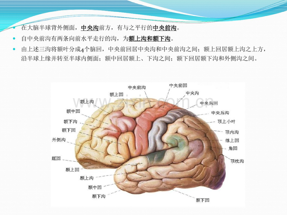 脊柱及中枢神经系统影像解剖.pdf_第3页