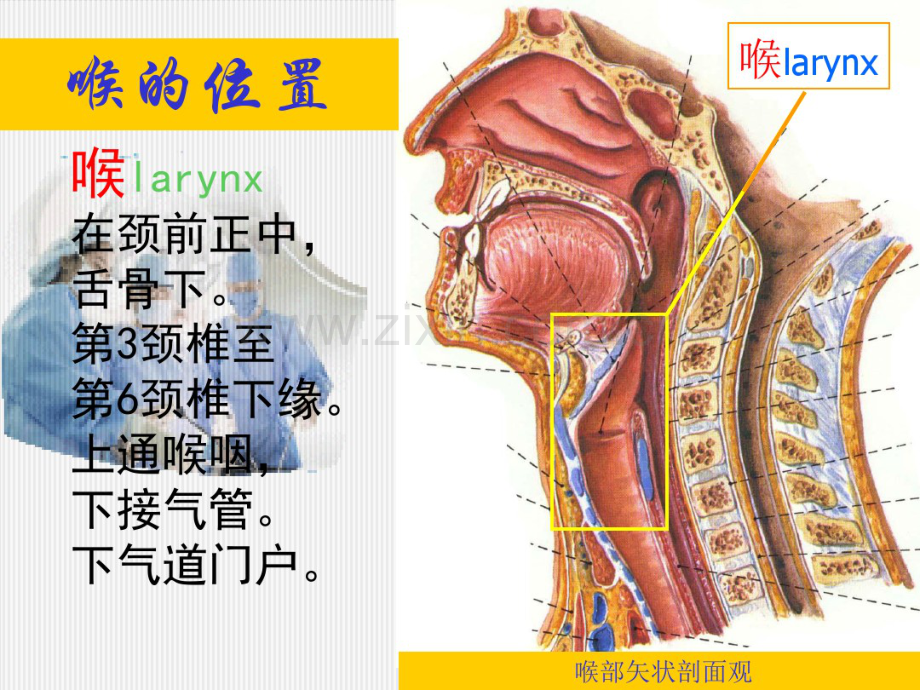 喉解剖喉阻塞.pdf_第2页