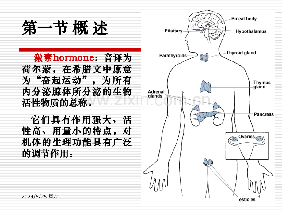 糖皮质激素构效关系.ppt_第3页