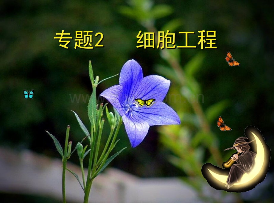 植物细胞工程.ppt_第1页